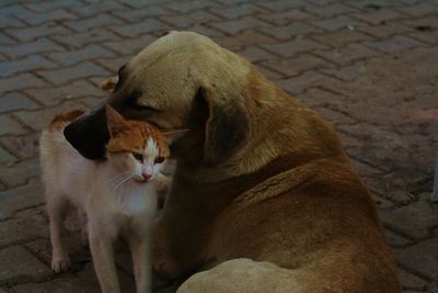 Close-up of cat sitting outdoors