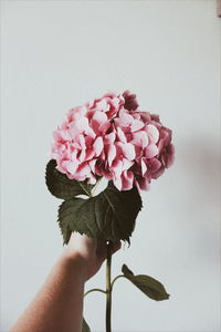 Cropped hand holding pink flowers against wall