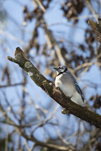 Close-up of bird perching on branch