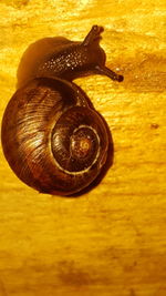 Close-up of snake on table