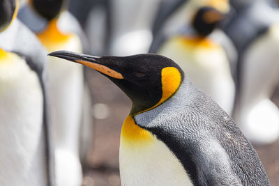 Close-up of a bird