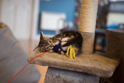 Kitten on carpet