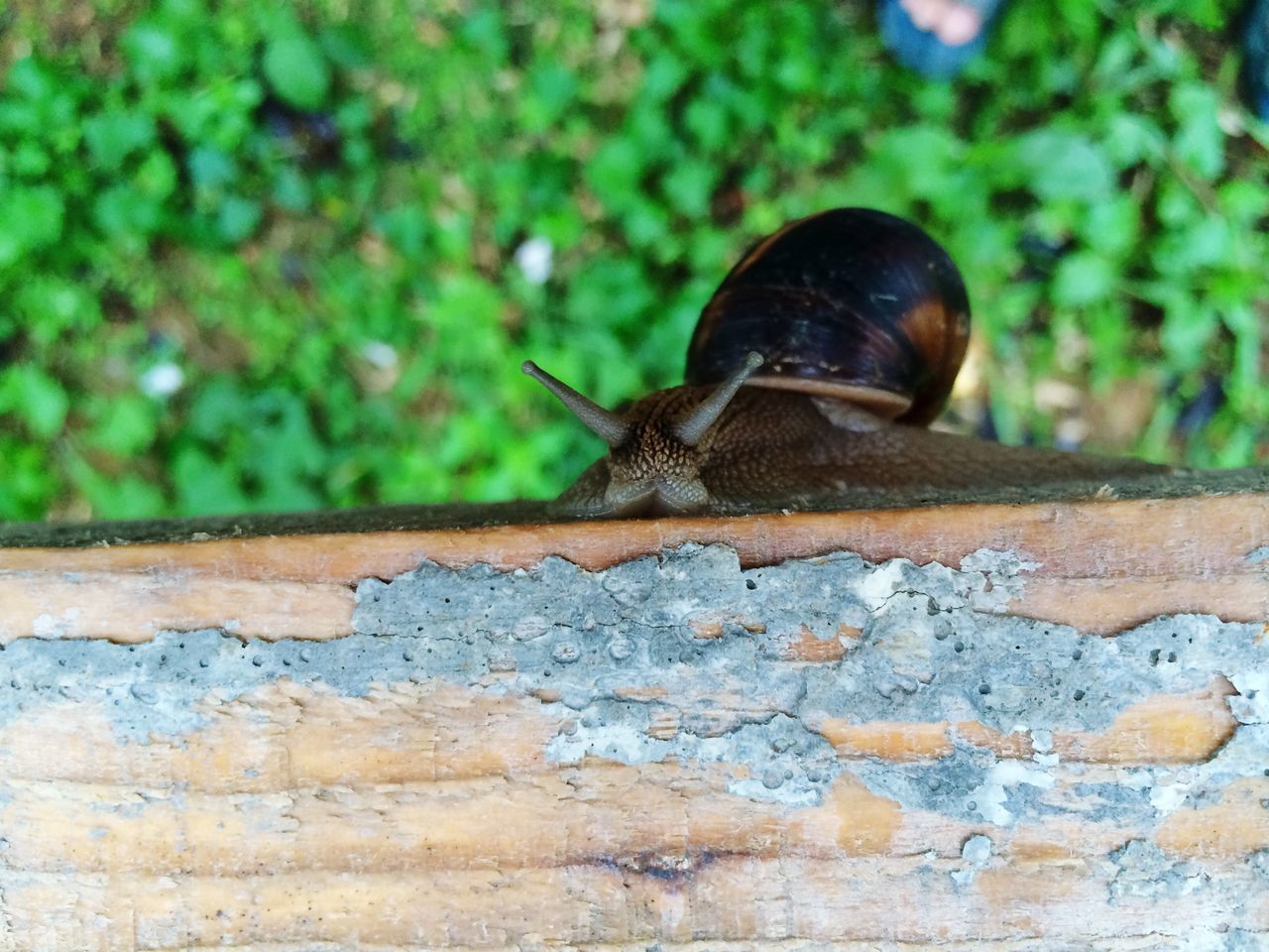 one animal, animal themes, animals in the wild, wildlife, focus on foreground, close-up, snail, perching, full length, wood - material, side view, nature, insect, day, bird, outdoors, selective focus, zoology, no people, animal shell