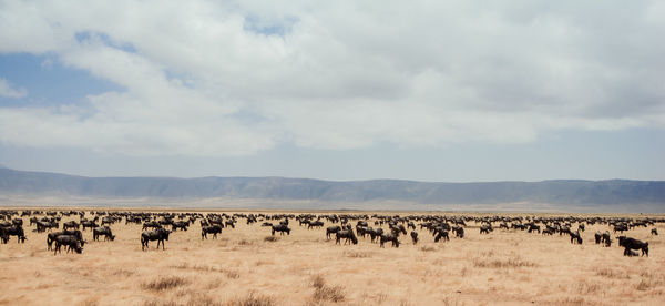 Flock of sheep on landscape against sky