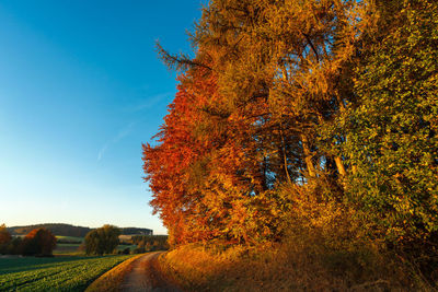 Autumn tree against sky