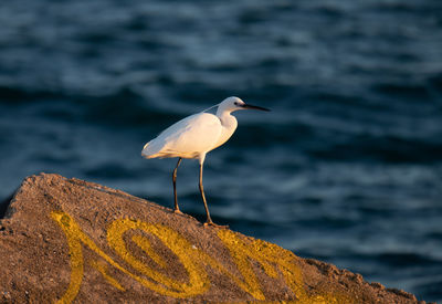 Seagull perching on rock by sea