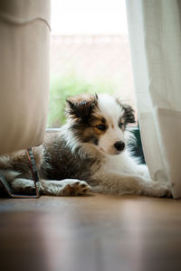 Cute border collie puppy sitting on hardwood floor in the living room next to a window.