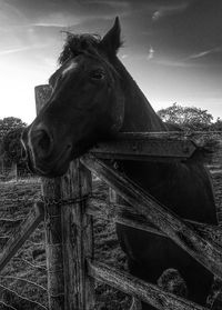 Horse in pen