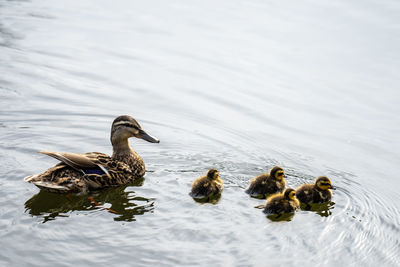 Duck swimming in lake