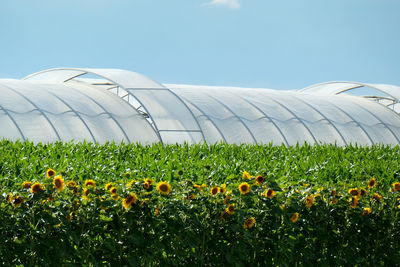 Scenic view of field against cloudy sky