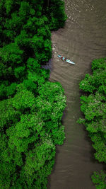 High angle view of river amidst trees in forest