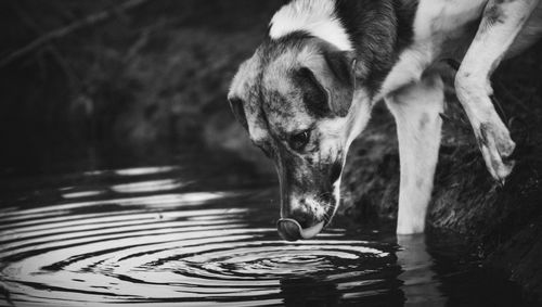 Close-up of dog drinking water