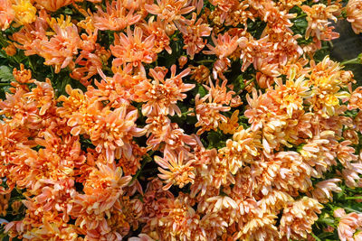 High angle view of orange flowering plants