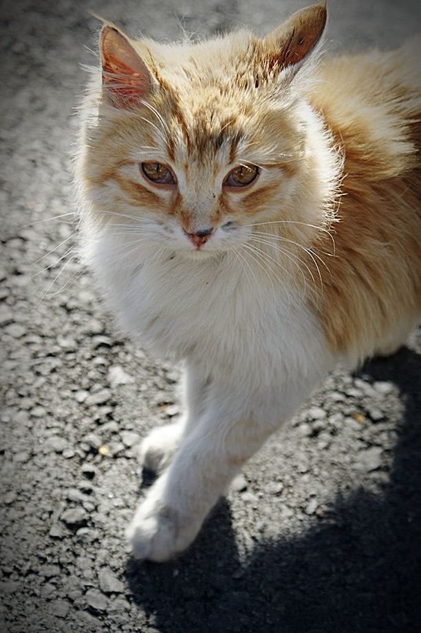 animal themes, one animal, domestic cat, pets, domestic animals, cat, mammal, feline, whisker, close-up, portrait, looking away, animal head, high angle view, alertness, no people, street, outdoors, sitting