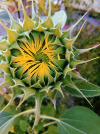 Close-up of sunflower on plant