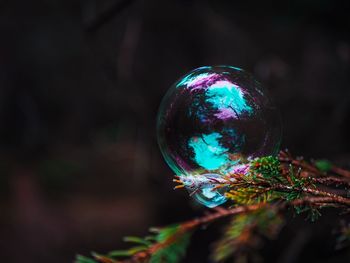 Close-up of multi colored christmas tree