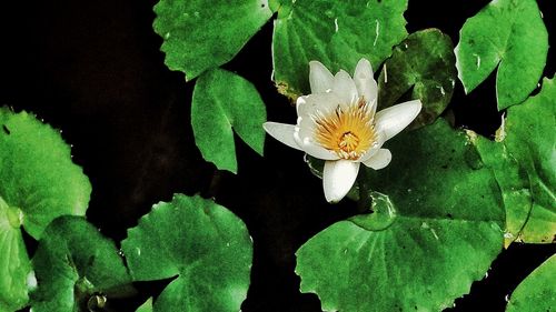 Close-up of water lily blooming outdoors