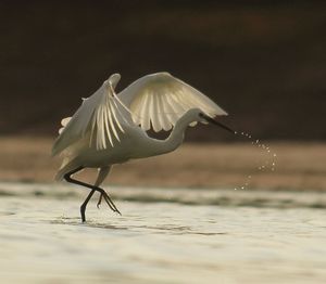 Close-up of bird flying over lake