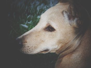 Close-up of dog looking away