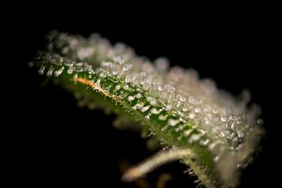 Close-up of water drops on plant against black background