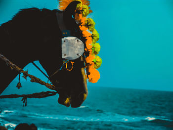 Close-up of turtle in sea