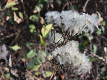 Close-up of flower growing on plant