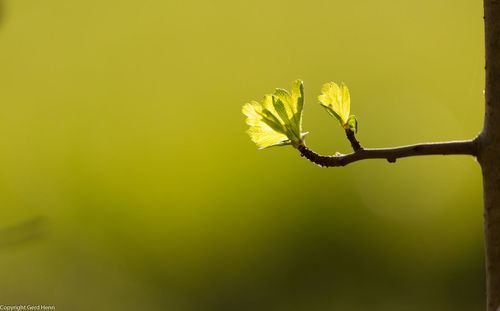 Close-up of yellow leaf