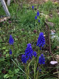 Close-up of purple flowers blooming in field