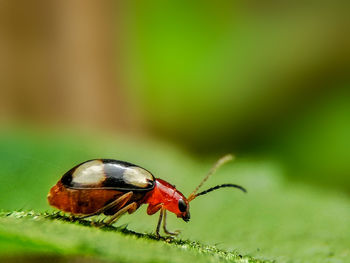 Close-up of insect