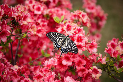 Butterfly on pink flower