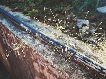 Close-up of dry plant