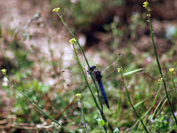 Close-up of spider on web