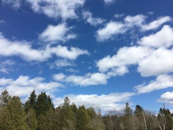 Low angle view of trees against sky