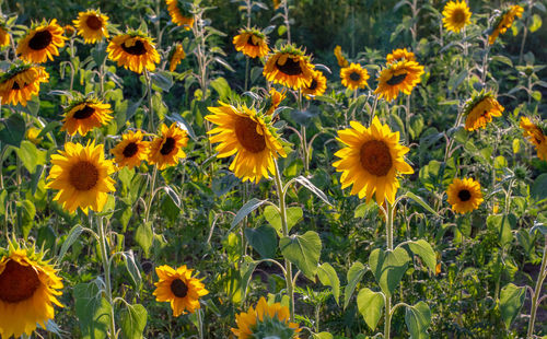 Close-up of yellow flowering plants on field