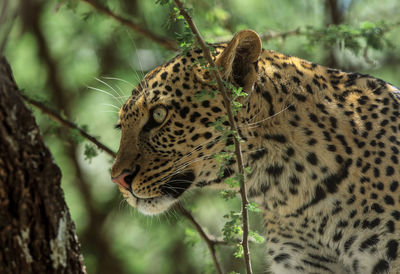 A portrait of a wild african leopard