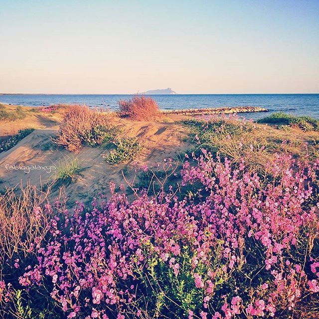 sea, horizon over water, water, flower, beauty in nature, tranquil scene, scenics, clear sky, beach, nature, tranquility, shore, growth, plant, idyllic, sky, coastline, freshness, outdoors, high angle view