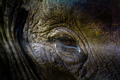 Close-up of elephant eye