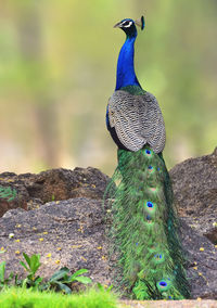 Close-up of peacock perching on rock