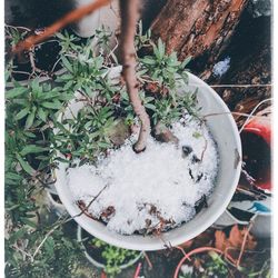 High angle view of hand holding potted plant in yard