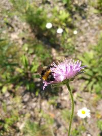 Close-up of honey bee on purple flower