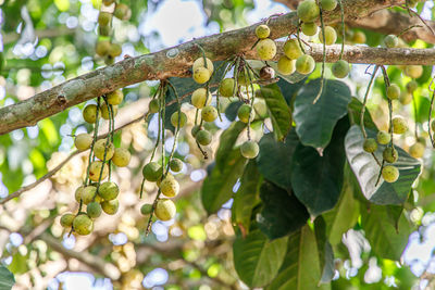 Low angle view of fruit growing on tree