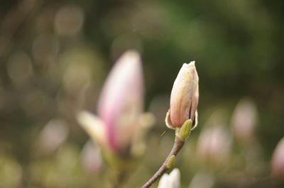 Close-up of pink flower buds