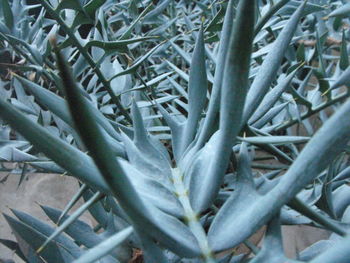 Close-up of plants