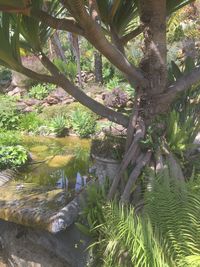 Palm trees growing in park