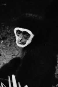 Close-up of cat looking away in zoo