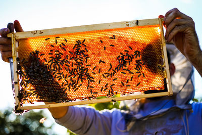 Close-up of man holding bee hive at farm