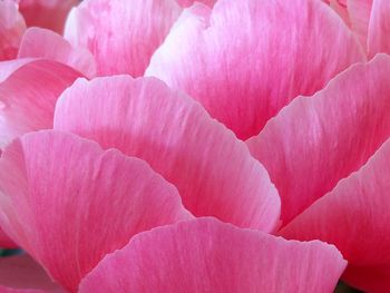 Full frame shot of pink rose