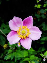 Close-up of pink flower blooming outdoors