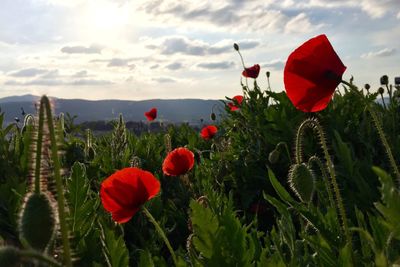 Close-up of red poppy flower in field