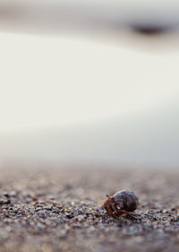 Close-up of hermit crab in sand